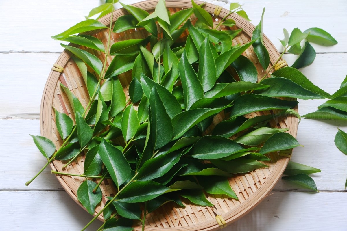 Fresh curry hot sale leaves