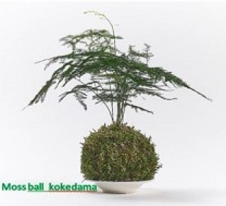 Kokedama | Ornamental