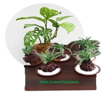 Kokedama | Ornamental