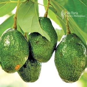 Gateway Agro Fresh Fruit Avacado
