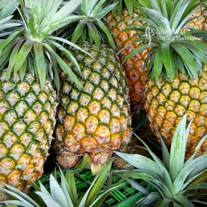 Gateway Agro Fresh Fruit Pineapple