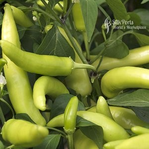 Gateway Agro Fresh Vegetable Capsicum