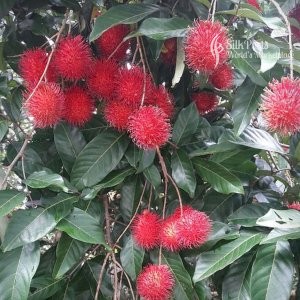 Purchasing Lanka Fresh Fruit Rambutan