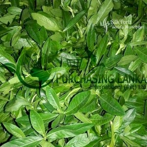 Purchasing Lanka Fresh Vegetable Mukunuwenna Punnagani