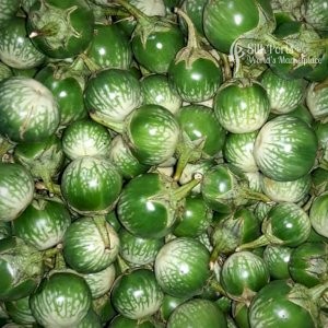Purchasing Lanka Fresh Vegetable Thai Egg Plant Elabatu