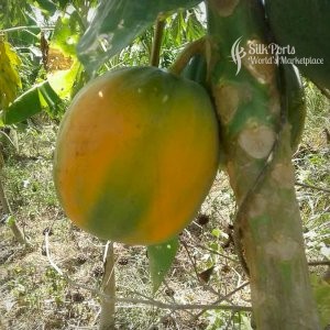 Purchasing Lanka Fresh Fruit Papaya